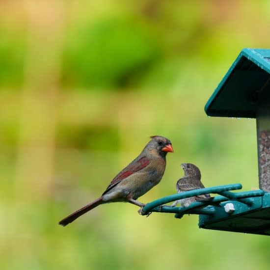 Enhancing Your Backyard Bird Watching with a Smart Feeder from Kingsyard