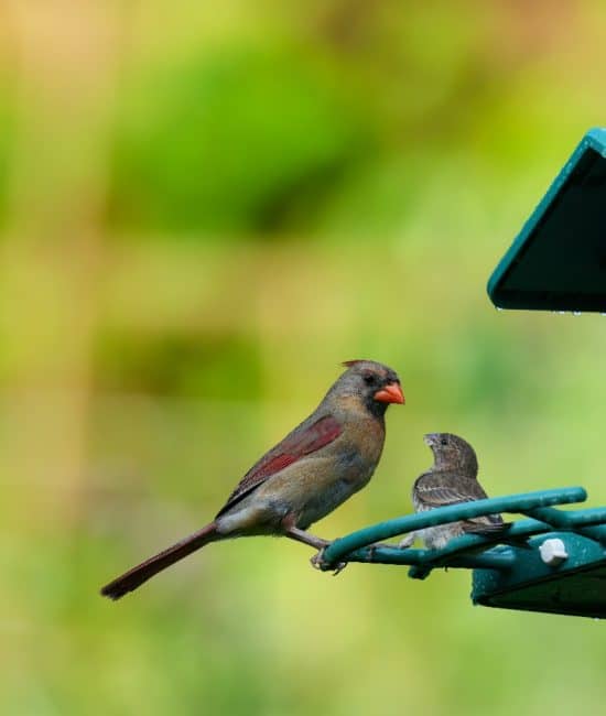 Enhancing Your Backyard Bird Watching with a Smart Feeder from Kingsyard