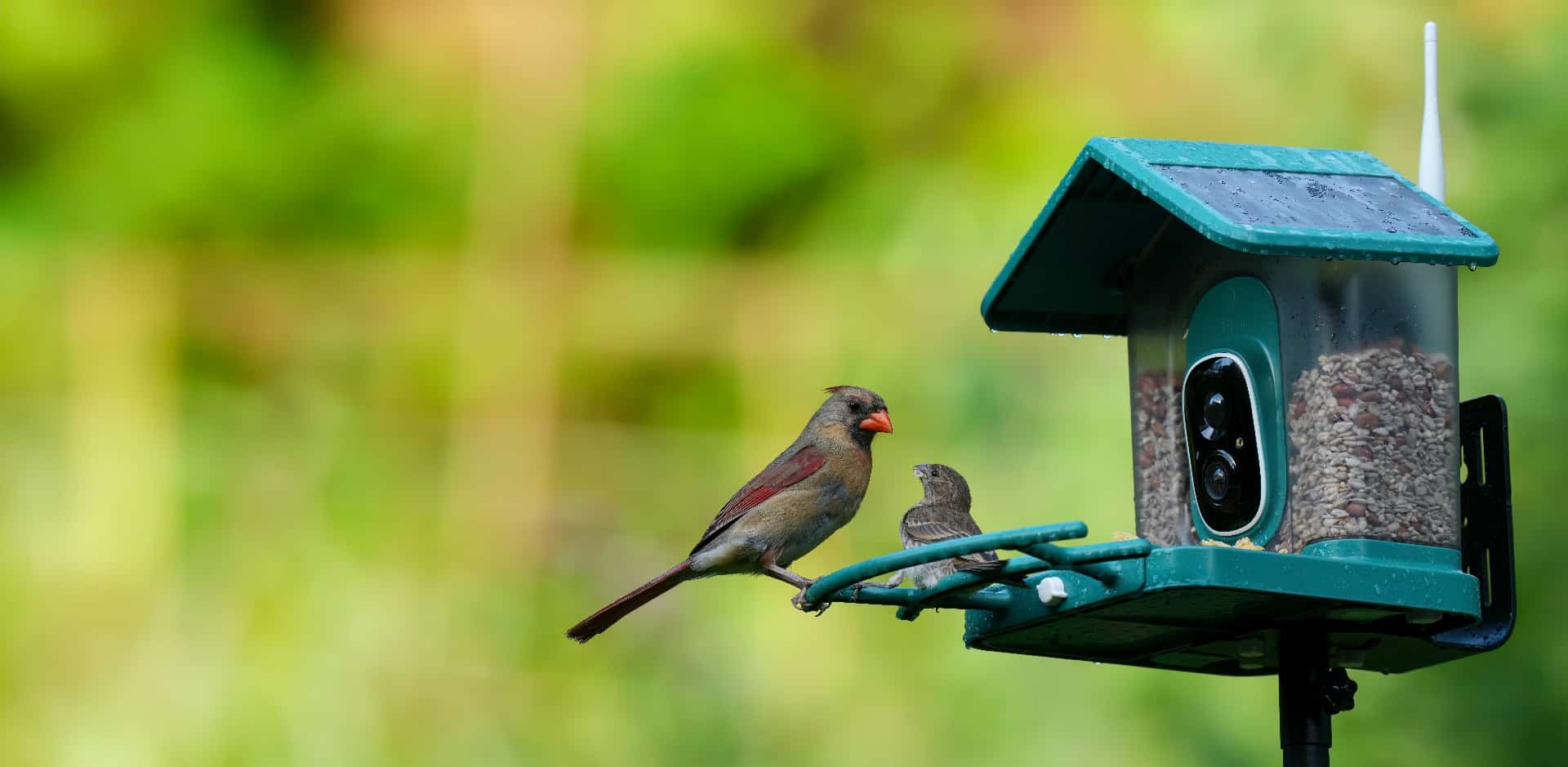Enhancing Your Backyard Bird Watching with a Smart Feeder from Kingsyard